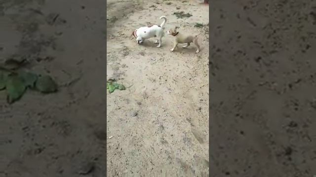 Джек Рассел и Американский стаффордширский терьер. Первый раз вдвоем на прогулке. смотреть онлайн