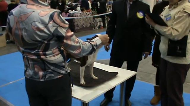 9.12.12 Кiev FCI-CACIB-UA Boston terrier female-intermedia