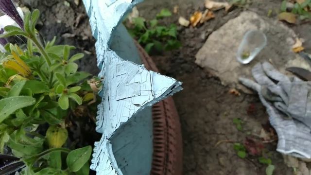 Как собрать семена Петунии. смотреть онлайн