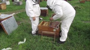 Заселяем первый матковыводной лежак.