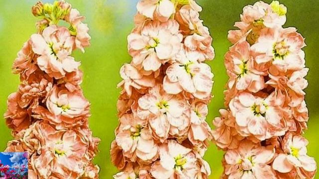 Маттиола двурогая - левкой