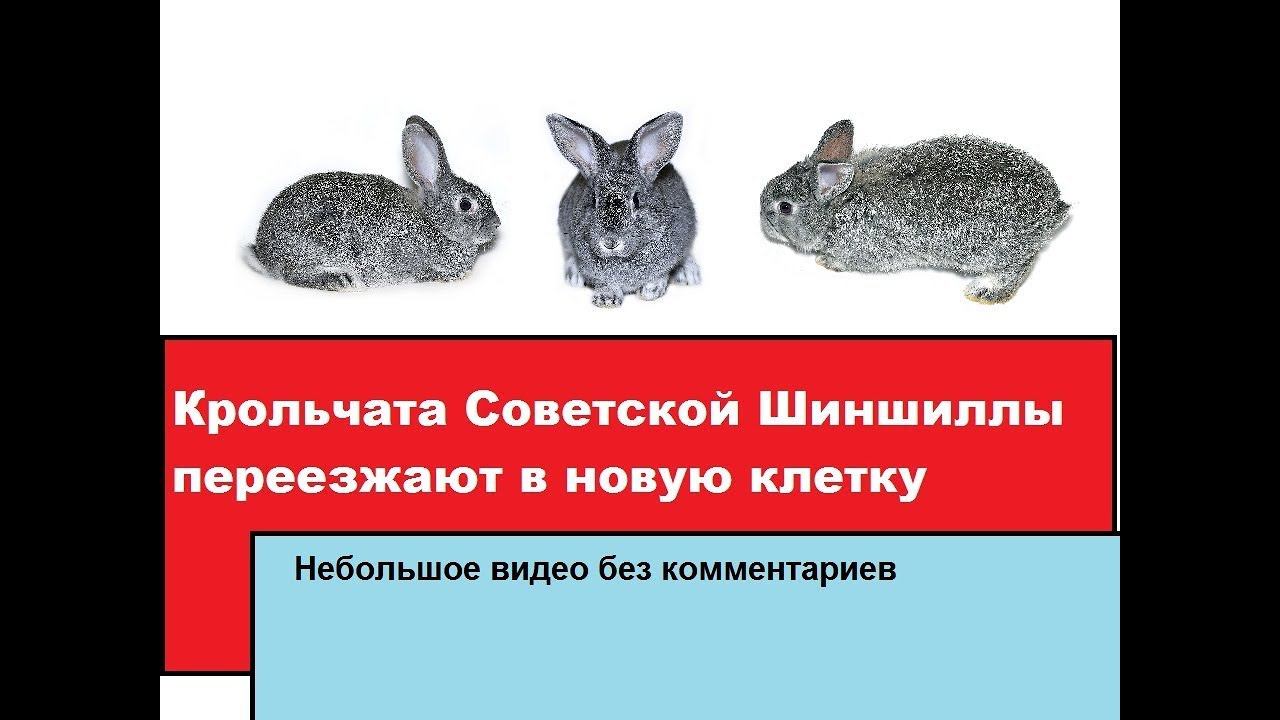 Крольчата Советской Шиншиллы переезжают в собственную клетку