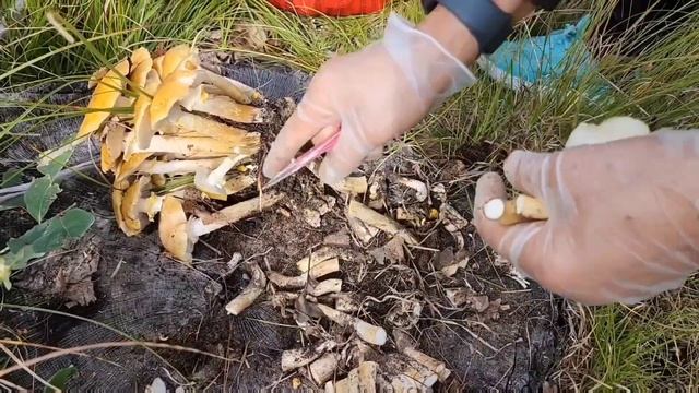 Honey Mushrooms (Armillaria Mellea) смотреть онлайн