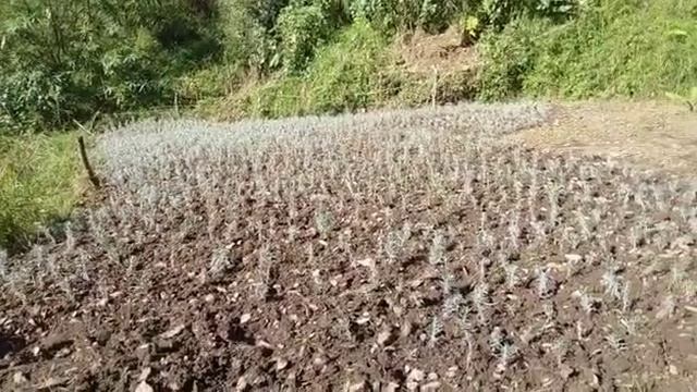 Lavender farm successful in Tehri Garhwal (mission aroma ) смотреть онлайн