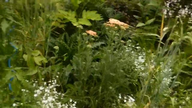 неизвестное зонтичное смотреть онлайн