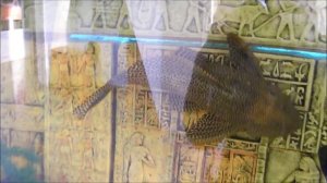 Аквариум. Цихлида оскар (астронотус), сом птеригоплихт.