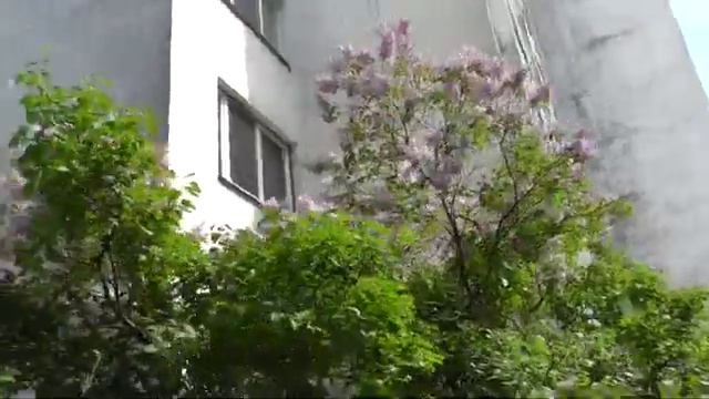 Весна - Цветёт сирень! смотреть онлайн