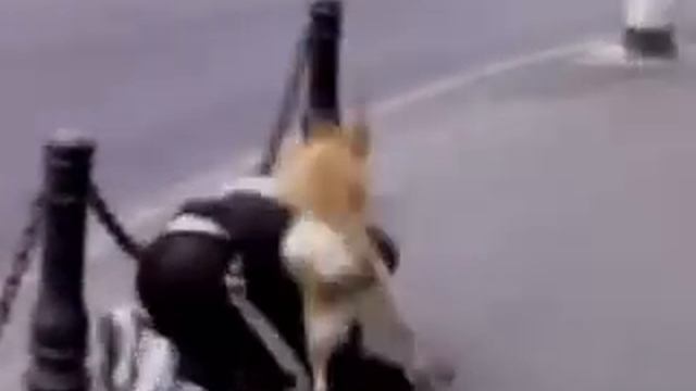 Собака и пьяный мужик смотреть онлайн