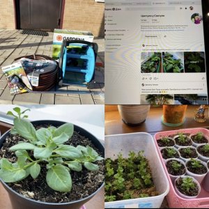 Лобелия/ беспроблемное выращивание на рассаду/ полезные покупки для сада/ обзор рассады/??