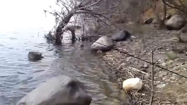 Я ловлю на Донку с колокольчиком