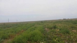 Дыня Далматин как она спеет (2019)