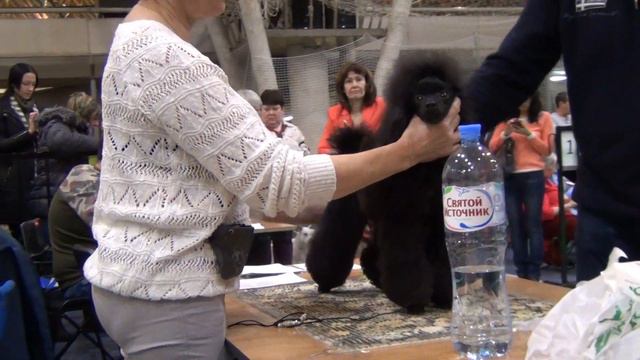 63 Фавориты Урала-2017 Екатеринбург смотреть онлайн