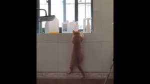 😹 Я смеялся до слез __ Приколы с животными __ смешные животные #5