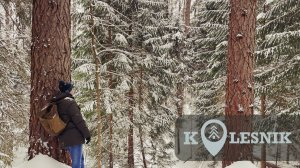 Линдуловская роща, прогулка по зимнему лесу