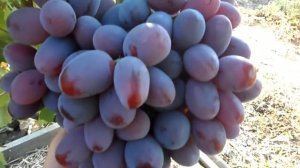 Виноград Фавор 2015 (Панченко)