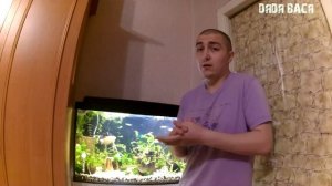 Зеленая вода в аквариуме. Почему зеленеет вода в аквариуме?  [#Зеленая вода в аквариуме]