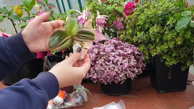 Мои традесканции