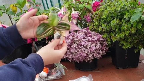 Мои традесканции