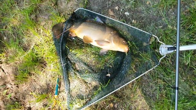 Разведение зеркального карпа, подкормка кукурузой. Свой пруд. смотреть онлайн