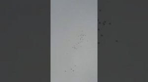 голуби Донбасса показывают отличный полет у голубевода Александра Рюмина.