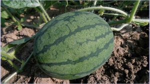 Как сохранить арбуз до Нового года в домашних условиях