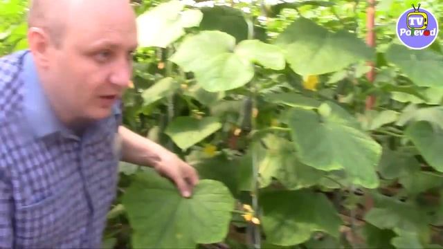 НЕХВАТКА МАГНИЯ НА ОГУРЦАХ