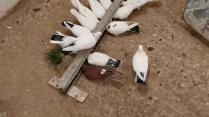 Кормлю голубей зерносмесь с льняным маслом и специями/Pigeons butter and spices