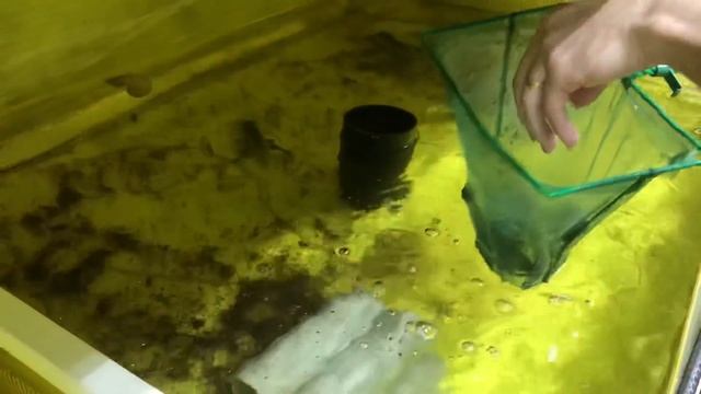 Откуда рак? Как понять из пруда он или из УЗВ. смотреть онлайн