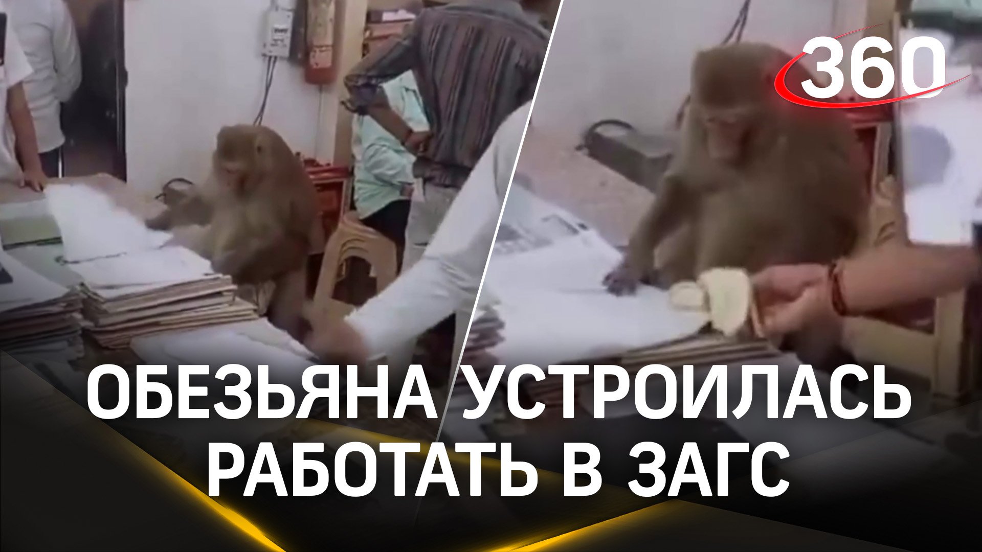 В Индии обезьяна пробралась в офис и начала работать с документами. Оплата бананами?