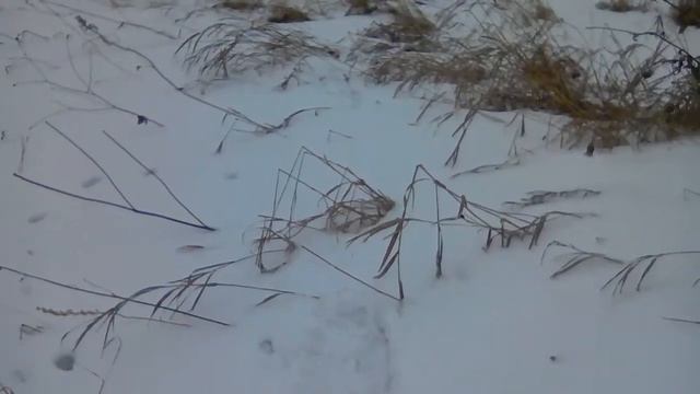 Привет Кемеровская обл Стас ,последую зайца😁 смотреть онлайн