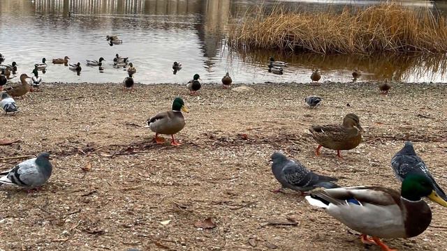 Марфа Мизина «Там где начинается Россия» смотреть онлайн