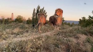 Львы Витя и Филя зовут Олежку  на разборки с ПРАЙДОМ ВОЖАКА !