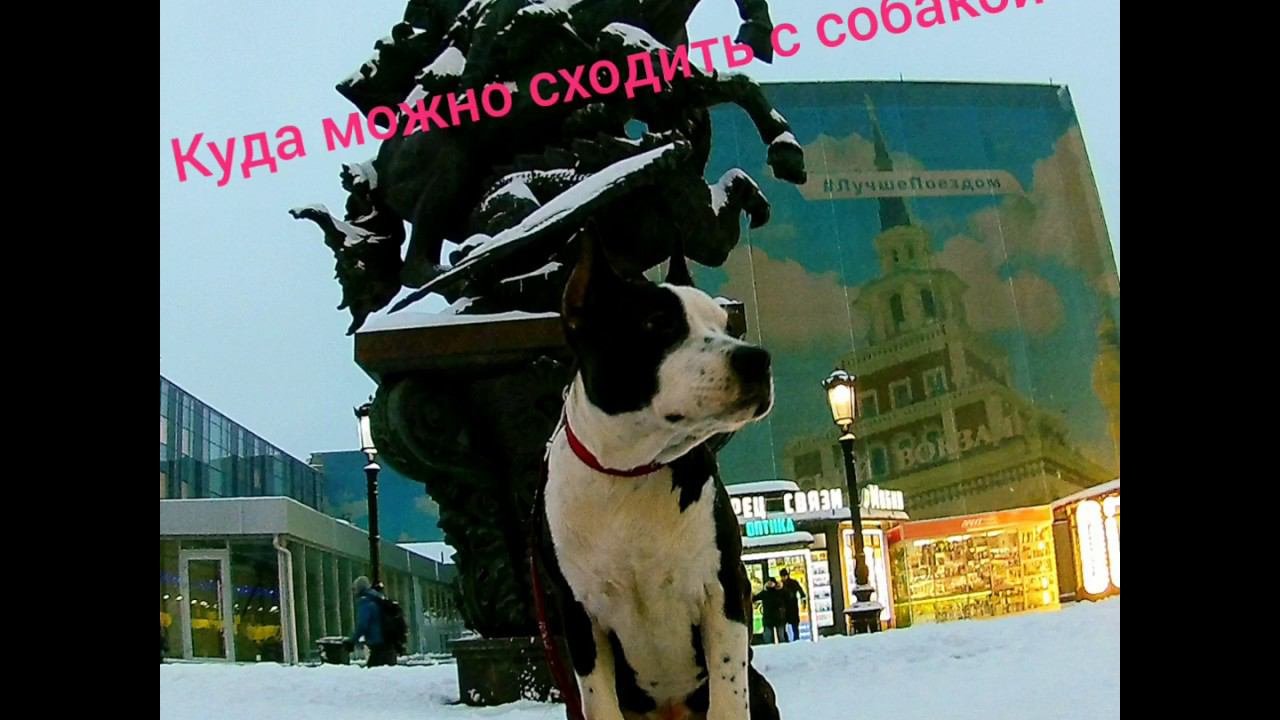 Куда сходить с собакой? АМСТАФФ ЛУЧШАЯ СОБАКА КОМПАНЬОН