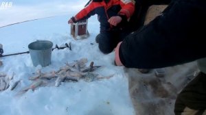 Зимняя рыбалка Ловим плотву. Крайний Север НАО
