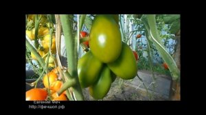 Самые вкусные помидоры для 2018 года