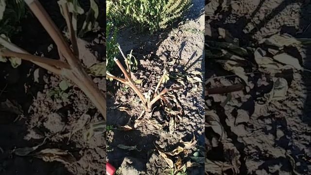 Реанимация базилика! Сделайте это с увядающими растениями! Омоложение старых кустиков! смотреть онлайн