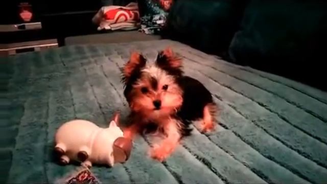 Видео Варя 30 01 2022 смотреть онлайн