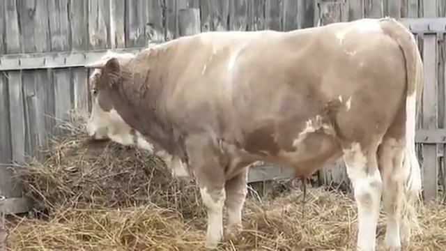 Султан.Мясо-молочный Симментал. Возраст 1 год 5 месяцев.
