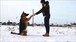 #Дрессировка: учим команду "Зайка"