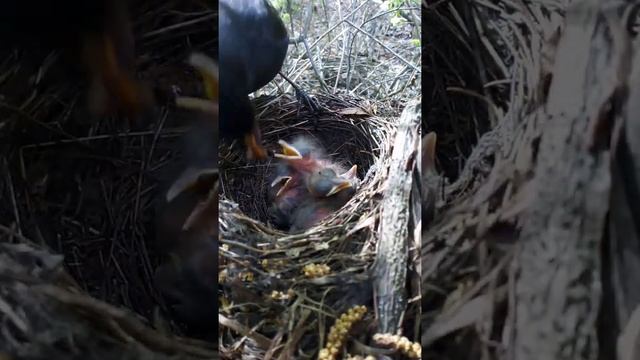 Черный дрозд кормит птенцов смотреть онлайн