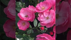 Роза Ангела (Angela)