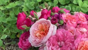 Букеты Роз , копаем саженцы , Сентлитсу, Император Карл 4 , Эшли , Абрахам Дерби в букете #roses