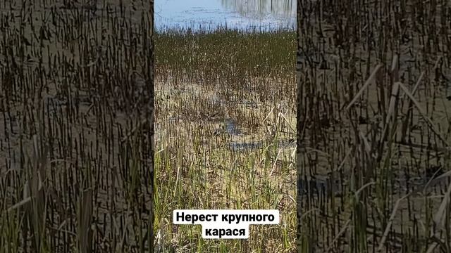 Нерест крупного карася в мае #рыбалка #карась #карасьвесной #shorts #tinkatinka