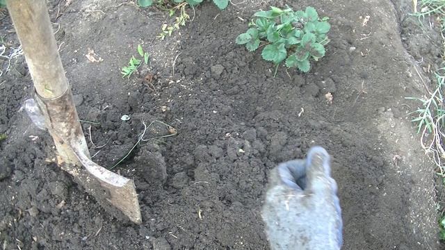 Корень первогодки клубники. Подготовка места для сада. смотреть онлайн