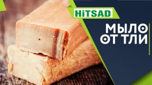 Как Хозяйственное мыло поможет ВАМ в Саду ✔️ Мыло от тли советы от Хитсад тв ✔️ Как бороться с тлей