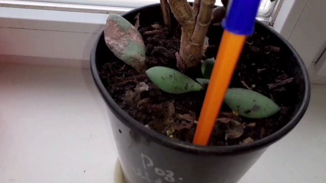 Уход за фиалками.Первая помощь.Цветы дома#фиалки #цветыдома