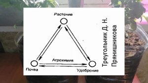 Биогумус и минеральное питание. Что лучше Органика или Минеральное питание для томатов?