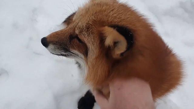 ЛИ СЯО. Алиса - Лиса. Чужой снег, ветка и извинения. смотреть онлайн