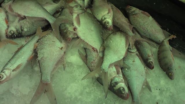 Удачная Рыбалка на Подлещика, в Сильный МОРОЗ -23 смотреть онлайн