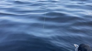 Продолжение рыбалка на горьковском водохранилище сом 14 кг